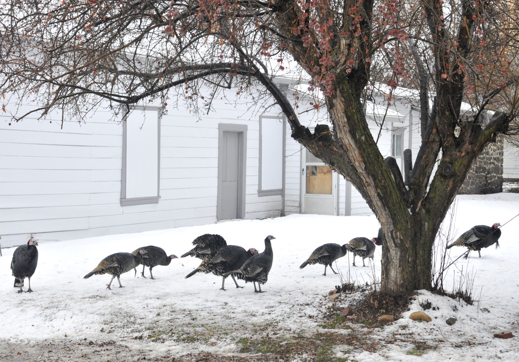 Albion turkeys